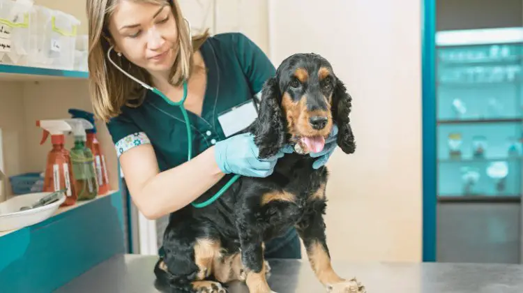 dog visiting the vet